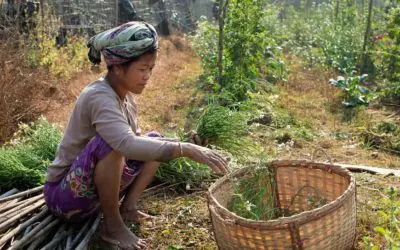 Des réfugiés rohingyas et des Bangladais affectés par la pandémie reçoivent de l’aide pour leurs jardins potagers