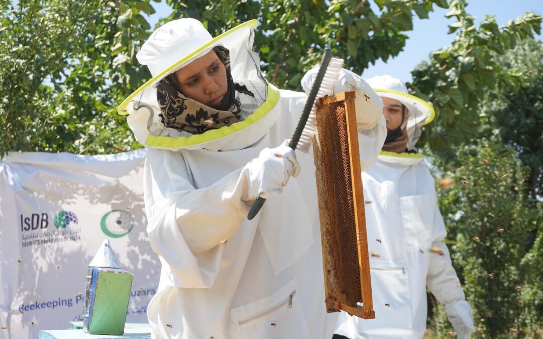 En Afghanistan, un projet d’apiculture fait naître l’espoir d’un avenir plus doux