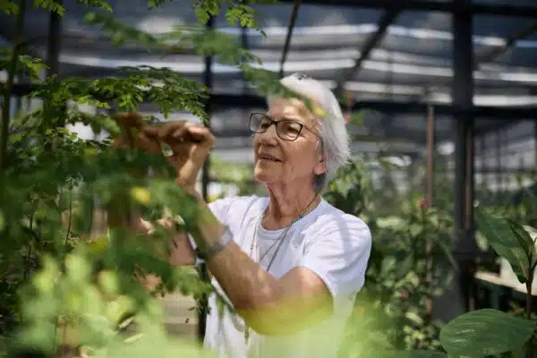 A woman in a white shirt and with short-grey hair picks at the leaves of plants inside of a greenhouse.